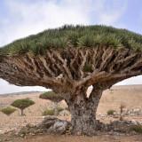 Canary Islands Dragon Tree Seeds, Dracaena draco