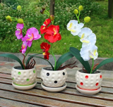 Seed Pot Flowers Senior Ornamental Orchid Phalaenopsis Orchid - (Color: Mix)