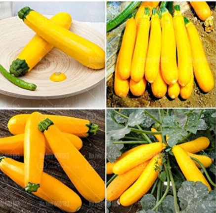 Zucchini Banana Seed Rare Yellow Squash Seed