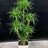 Canary Islands Dragon Tree Seeds, Dracaena draco