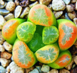 Pseudotruncatella Living Stone Rare Succulent Flores Home Garden Plant (Color: 11)