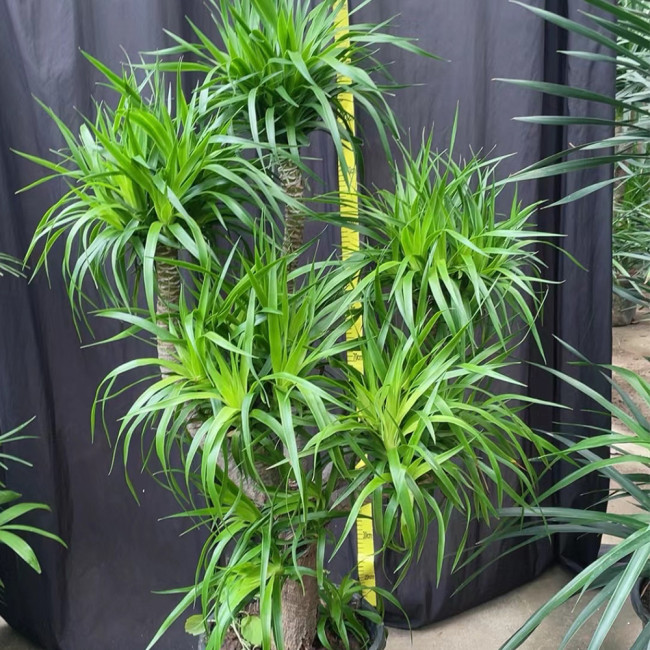 Canary Islands Dragon Tree Seeds, Dracaena draco