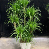 Canary Islands Dragon Tree Seeds, Dracaena draco