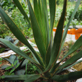 Canary Islands Dragon Tree Seeds, Dracaena draco