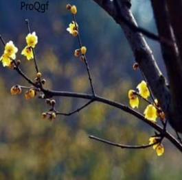 A Set Chimonanthus praecox Seed - (Color: 1)