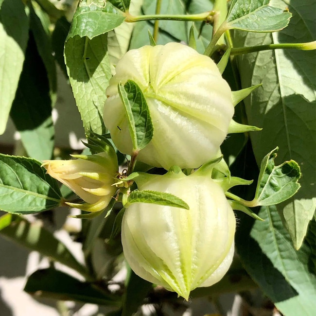 White Roselle Seeds, Hibiscus sabdariffa