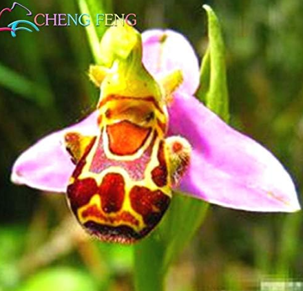 Orchid Plants Rare and Beautiful Balcony Monkey Face Butterfly Flower (Color: Multi-Colored)