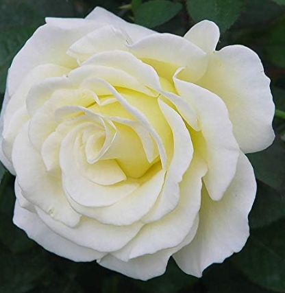White Rose Seed Flower United Kingdom Rose Balcony Plant for Home Garden Festive Party Decoration