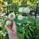 White Roselle Seeds, Hibiscus sabdariffa
