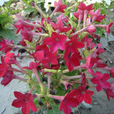Flowering Tobacco Seeds, Nicotiana alata
