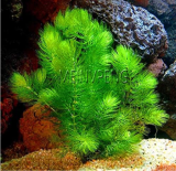Aquarium Plant Seed Water Grasses Indoor Beautifying Plant - (Color: 7)