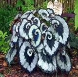 Rare Exotic Coleus Seed Flowers Potted Garden Courtyard Balcony Begonia Flower Plants