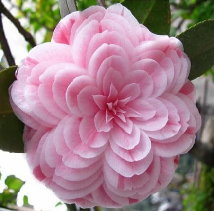 Camellia Seed Plants Common Camellia Flowers Perennial (Color: 1)