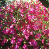 Flowering Tobacco Seeds, Nicotiana alata