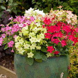 Flowering Tobacco Seeds, Nicotiana alata