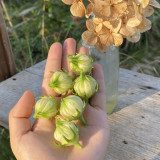 White Roselle Seeds, Hibiscus sabdariffa