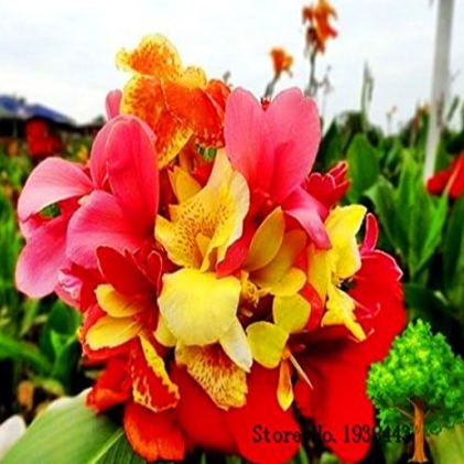 Canna Edulis Seeds, Arrowroot, Indian Shot,Flowering Plant - (Color: 5)