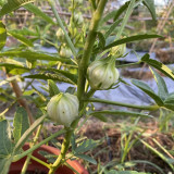 White Roselle Seeds, Hibiscus sabdariffa