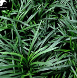 Evergreen Grass Semente Plant Low Ophiopogon Japonicus Lawn Grass
