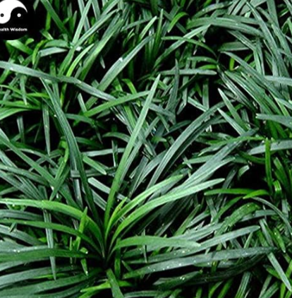 Evergreen Grass Semente Plant Low Ophiopogon Japonicus Lawn Grass