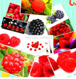Raspberry Seed Strawberry Seed Mixed