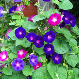 Mixed Color Morning Glory Seeds
