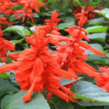 Scarlet Sage Seeds, Salvia splendens