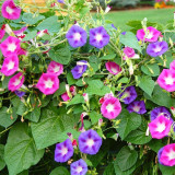 Mixed Color Morning Glory Seeds