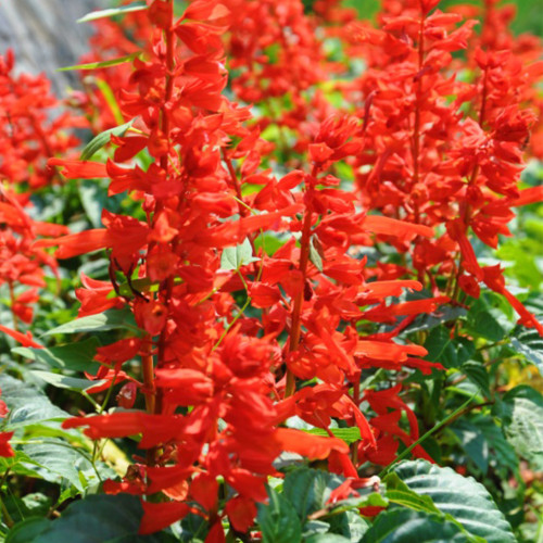 Scarlet Sage Seeds, Salvia splendens