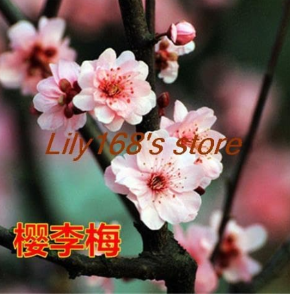 Chinese Prunus Mume Seed (Color: a7)