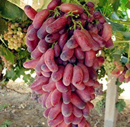 Kyoho Grape Seed Natural delicious Growth (Color: 5)
