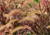 Imported Pennisetum Plant Half-Hardy Perennial Outdoor Fountain Grass (Color: 5)