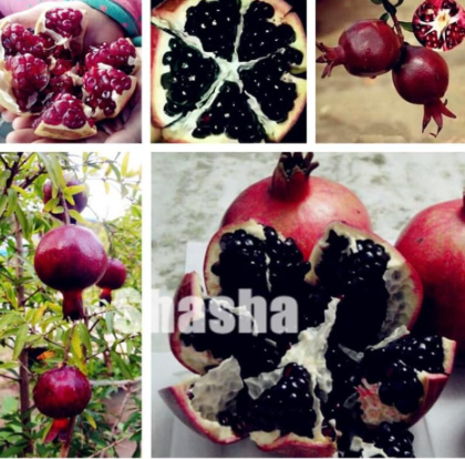 Rare Black Pomegranate Seed Chinese big pomegranate fruit