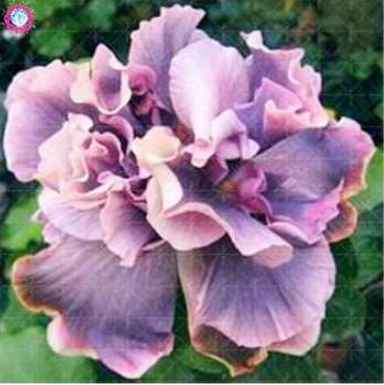 Double Flap Hibiscus Flower Seed Perennial Garden Flowers Gaint Hibiscus - (Color: 5)