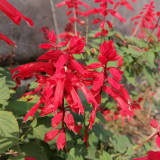 Scarlet Sage Seeds, Salvia splendens