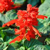 Scarlet Sage Seeds, Salvia splendens