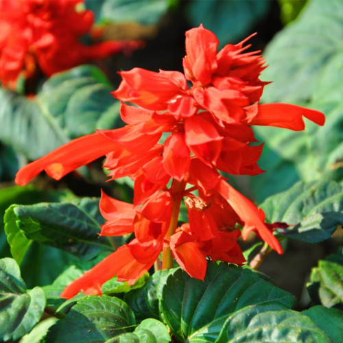 Scarlet Sage Seeds, Salvia splendens