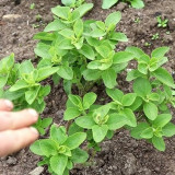 Stevia rebaudiana Seeds | Non-GMO Natural Sweet Herb | Sugar Substitute Plant | Organic Sweetleaf Seeds for Home Garden, Pot, Balcony, Backyard Growing