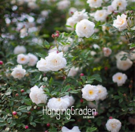 Colorful Rosa Rose Chinensis Flower Seeds #2QUI2S