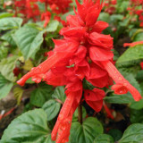 Scarlet Sage Seeds, Salvia splendens