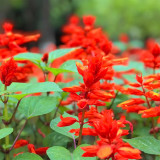 Scarlet Sage Seeds, Salvia splendens