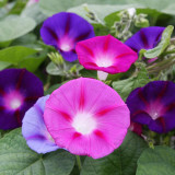 Mixed Color Morning Glory Seeds