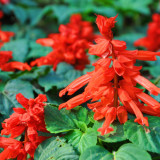 Scarlet Sage Seeds, Salvia splendens