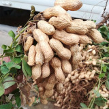 Lushou Peanut Seeds