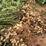 Four-grain Red Peanut Seeds