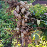 Black Peanut Seeds