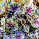 Rare Rainbow Coleus blumei Seed Japanese Flower