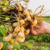 Lushou Peanut Seeds