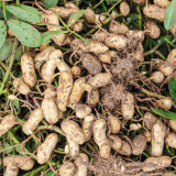 Lushou Peanut Seeds