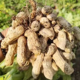 Four-grain Red Peanut Seeds